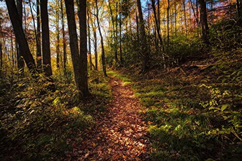 Снимка за разходки, Принт (без рамка), Изображение, Покрити с листа пътека, водеща към гората Късно следобед в Опушен планина, Тенеси, Природа, Стенен интериор в стил
