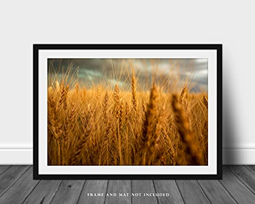 Селски фотография, Принт (без рамка) с участието на златисто пшеница, завършен до събирането на реколтата в пролетния ден на ферма в Колорадо, Стенно изкуство, декор
