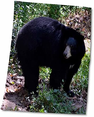 3 Начертайте черна мечка, повернувшего главата, като че прислушивающегося за нещо- Кърпи (twl-172283-3)