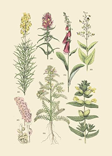 Реколта Ботанически Щампи | Горски растения от Ink Inc. | Диви цветя, Гъби, Папрати, Плодове, Стенно изкуство | Комплект от
