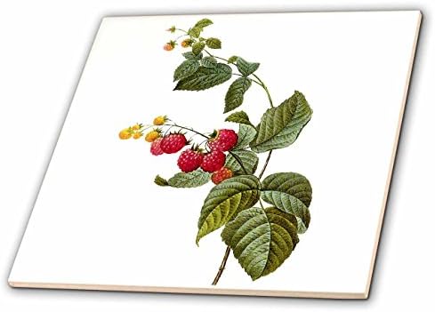 3dRose ct_106861_1 Redoute Ретро Акварел Плод Малина Rubus Sp-Теракот, 4 инча