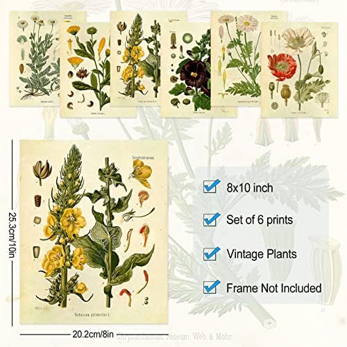 LIYAOLI Ботанически Стенни Художествени Плакати Декор на Стая с Природата, Реколта Стенни Артистични Щампи, Без рамка, 8x10 Инча,