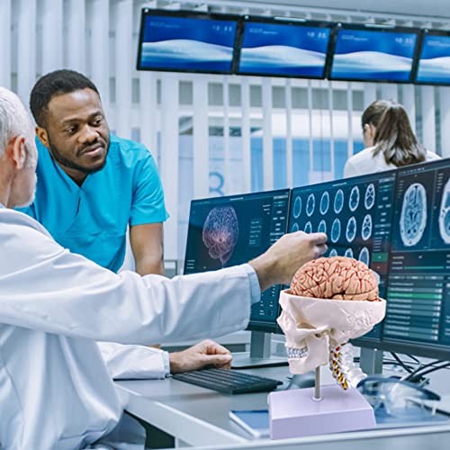 Анатомическая модел на човешки череп и мозък са в пълен размер с Шейным позвонком и основание за преподаване и обучение по