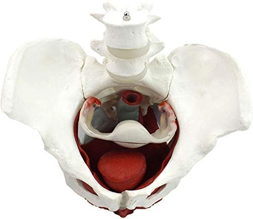 Модел на женски таз GaoFan Модел на Скелета на женския таз - Анатомическая модел - Медицинска Анатомическая - с боядисани мускулите