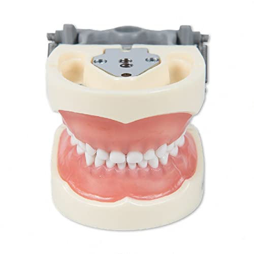 Детски модел на зъбите Typodont 24 Подвижен зъб, който е съвместим с Kilgore Nissin 200P (Набор от зъби (всичко 24 зъба))