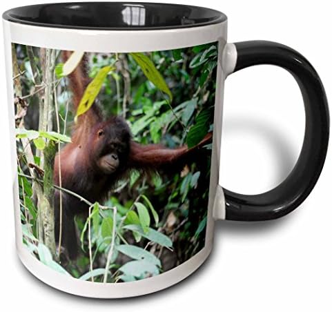 3 Чаша Роза Малайзия, Борнео, орангутан-примат в тропическа гора, 11 грама, черна