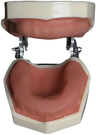KH66ZKY Typodont Демонстрационен модел на устната кухина Беззубая Модел на устната Кухина Смола Стоматологичен Модел Учебни