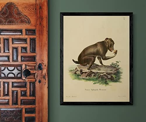 Chakma Кейп Маймуна Бабуин-Примат Реколта Дивата Природа Готин Офис Декор Зоология Антични Илюстрация, Плакат с Принтом в стила на Изобразителното