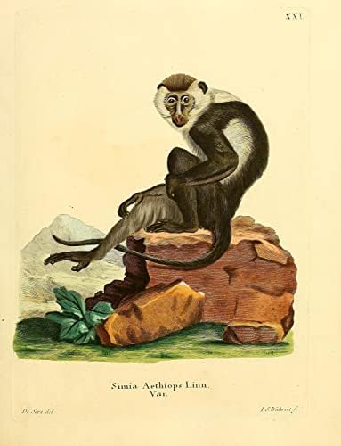 Бяло Клепач Мангабейской Маймуни-Примата, Ретро Декор За Кабинета на Дивата Природа, Зоология, Антични Илюстрация, Плакат