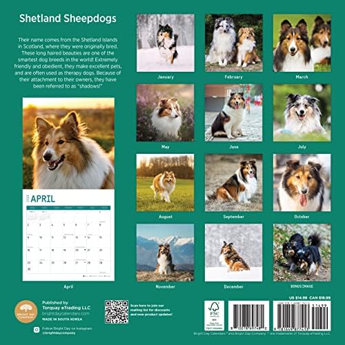 Стенен Календар Шетландските Овчарки на 2023 година от Bright Day, 12x12 Инча, Снимка на Привлекателен Очарователен Домашно Кученце