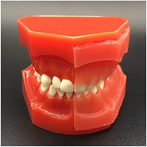 LumeCube Стоматологичен Модел на Зъби - Чередующаяся Модел на Млечните Зъби Модел Детски Млечни Зъби Имитация на Зъбната редица на устната Кухина, Показваща Появата на