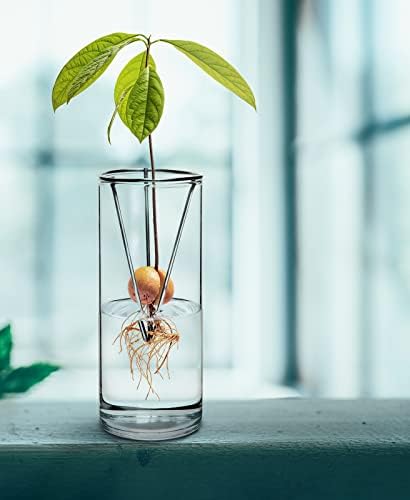 Ботаническая ваза за отглеждане на авокадо в стил Хипи-Лека подкваса за покълване на семена-Комплект за отглеждане на дървета-Отглеждане