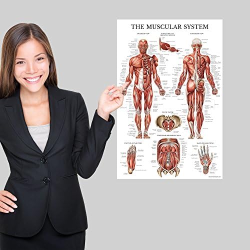 Palace Обучение 4 Pack е Набор от Анатомични плакати - Ламиниран - Мускули, Скелет, Спинномозговые нервите, Система на кръвообращението