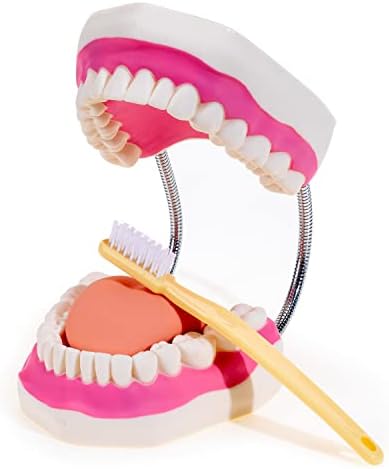 [Update] Модел на зъбите Winyousk Грижи, Шестикратная Медицинска модел на зъбите Science Грижи в пълен размер Typodont с четка за зъби голям размер, Модел зъби за изучаване и препо?